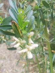 Magnoliopsida