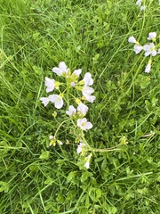 Cardamine pratensis
