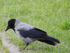 Corvus cornix