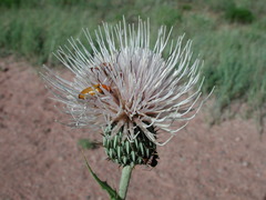 Cirsium tracyi