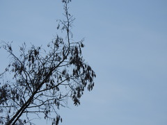 Robinia pseudoacacia