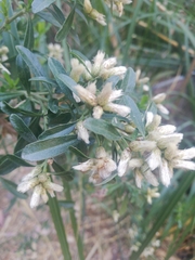 Magnoliopsida
