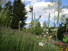 Saxifraga granulata