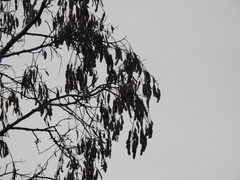 Robinia pseudoacacia