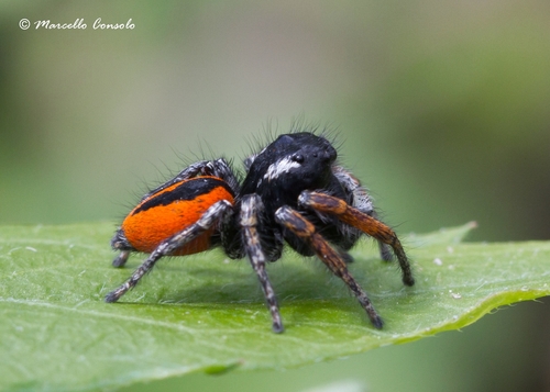 Red-bellied Jumping Spider