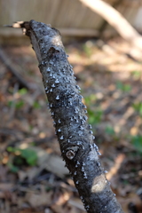 Porodisculus pendulus