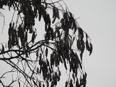 Robinia pseudoacacia