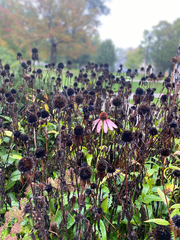 Echinacea purpurea