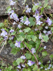 Cymbalaria muralis
