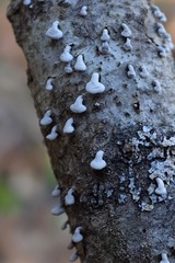 Porodisculus pendulus