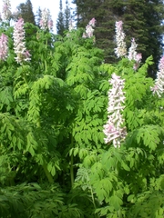 Corydalis caseana