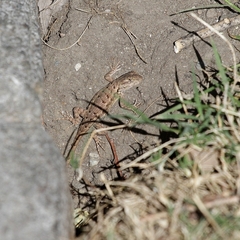 Sceloporus occidentalis