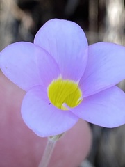 Oxalis meisneri