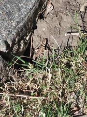Sceloporus occidentalis