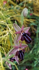 Ophrys sphegodes spruneri