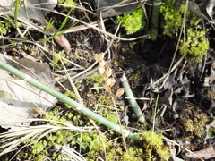 Liparis loeselii