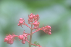 Clerodendrum japonicum