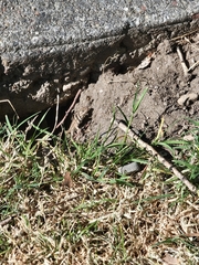 Sceloporus occidentalis