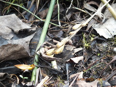 Liparis loeselii