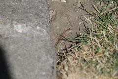 Sceloporus occidentalis