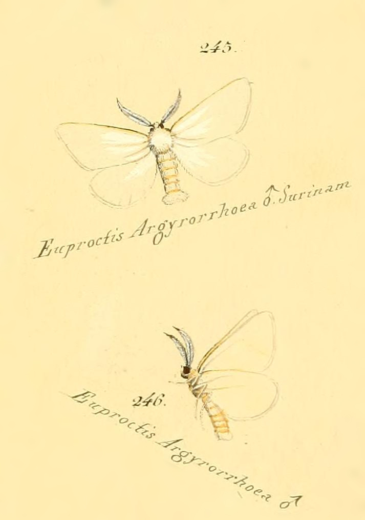 Norape argyrorrhoea
