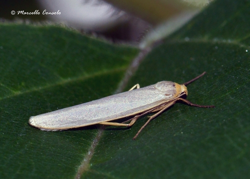 Scarce Footman Moth