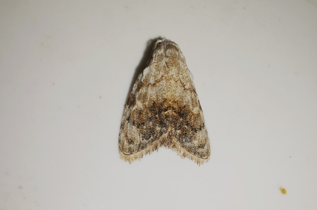 Hampsonola honeyi