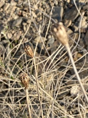 Papaver nudicaule
