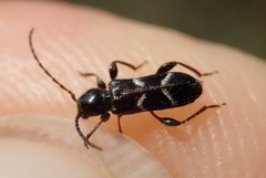 Phymatodes alni