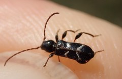Phymatodes alni