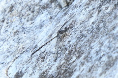 Ecchlorolestes peringueyi