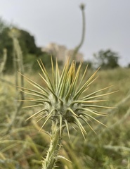 Onopordum palaestinum