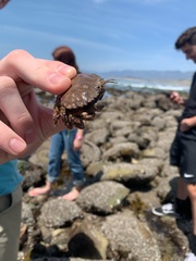 Romaleon antennarium