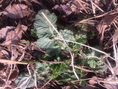 Geum aleppicum