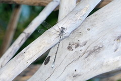 Ecchlorolestes peringueyi