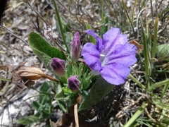 Ruellia lactea
