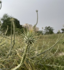 Onopordum palaestinum