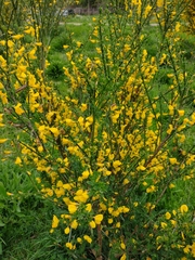Cytisus scoparius