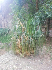 Liliopsida