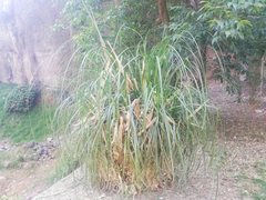 Liliopsida