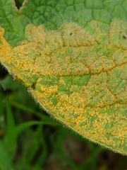 Pucciniastrum symphyti