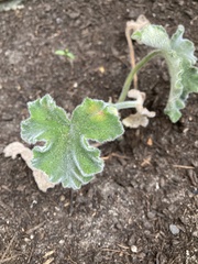 Pelargonium tomentosum