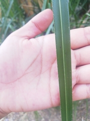 Liliopsida