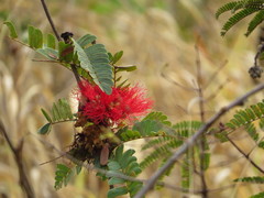 Calliandra dysantha