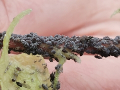 Aphis hederae