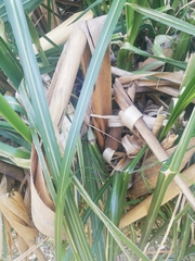 Liliopsida