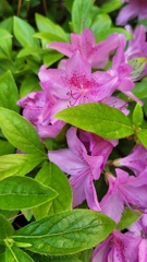 Rhododendron mucronulatum