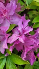 Rhododendron mucronulatum