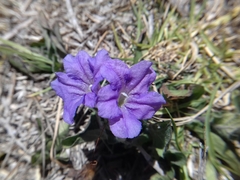 Ruellia lactea