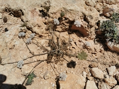 Daucus pumilus